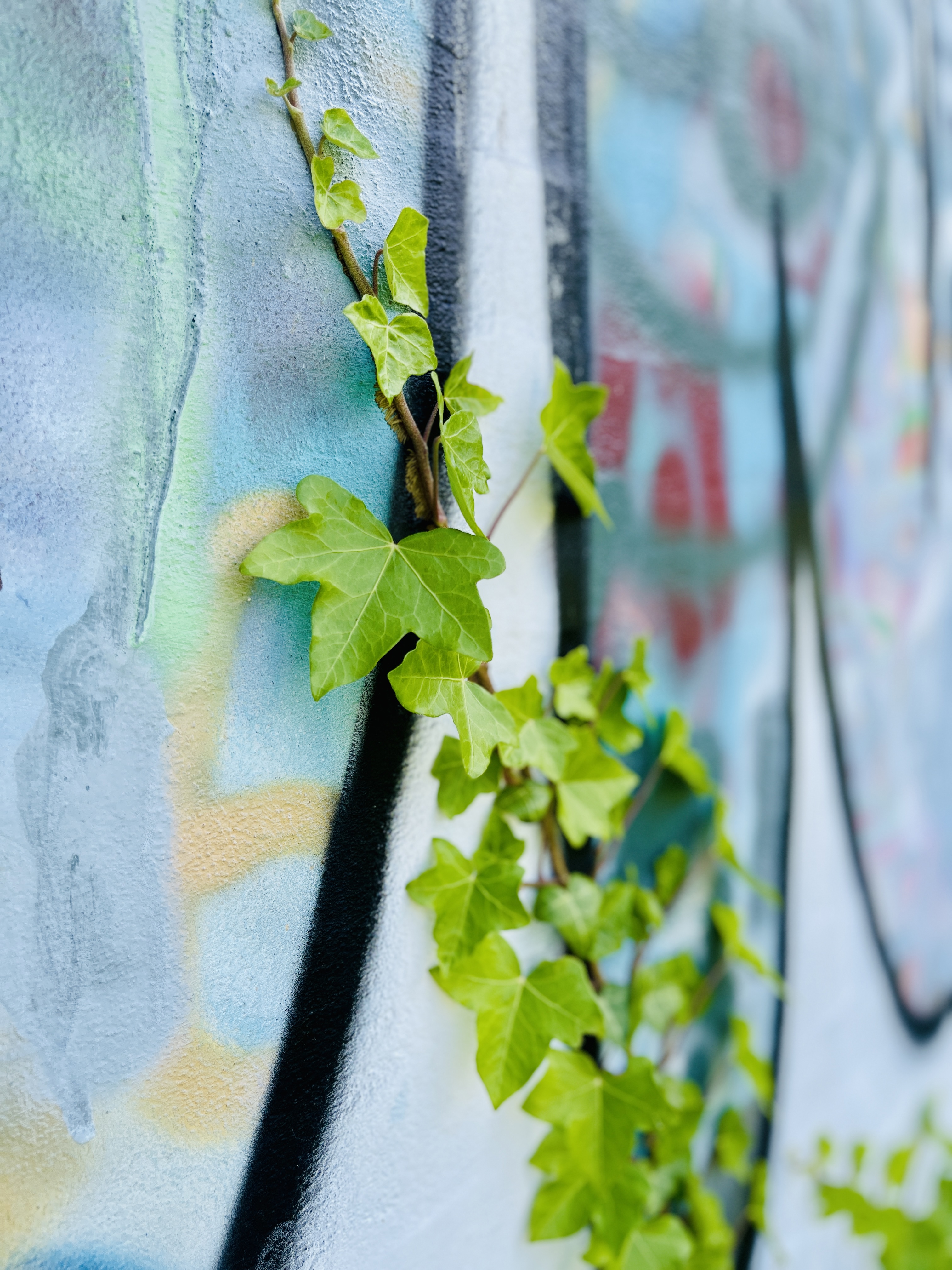 Efeu, der vokser op af mur med grafitti