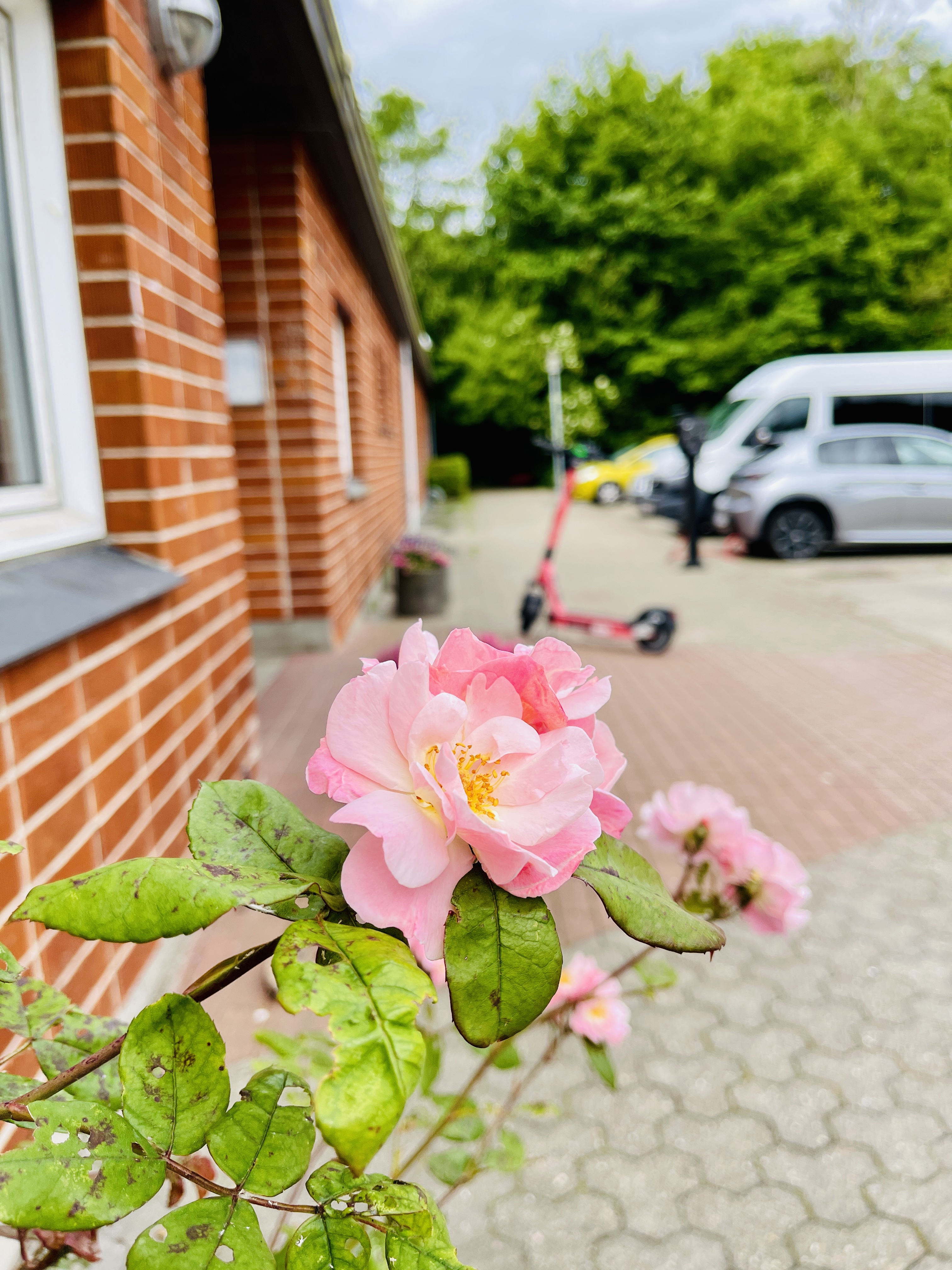 Rose foran fritidscentret Gammel kongevej