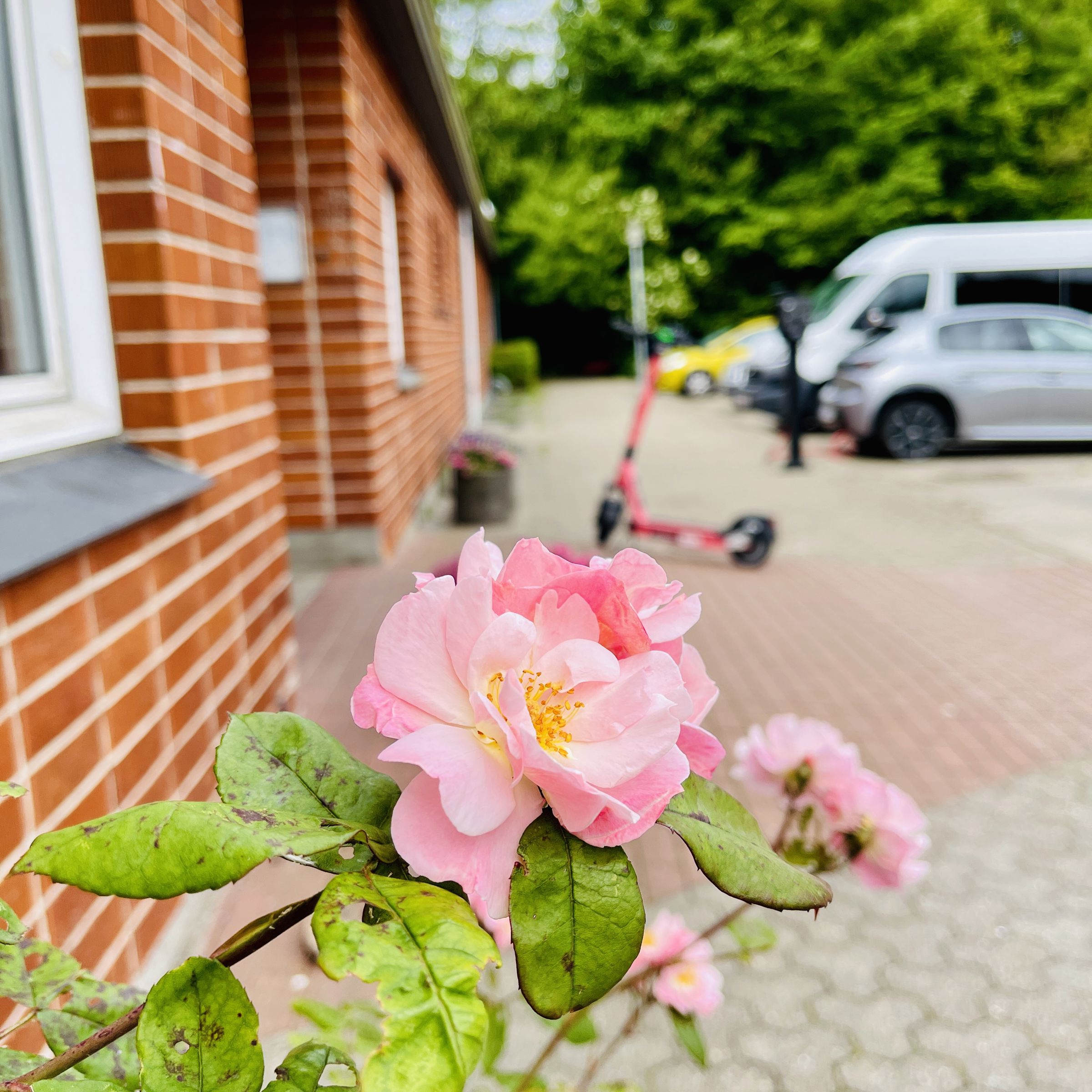 Rose foran fritidscentret Gammel kongevej