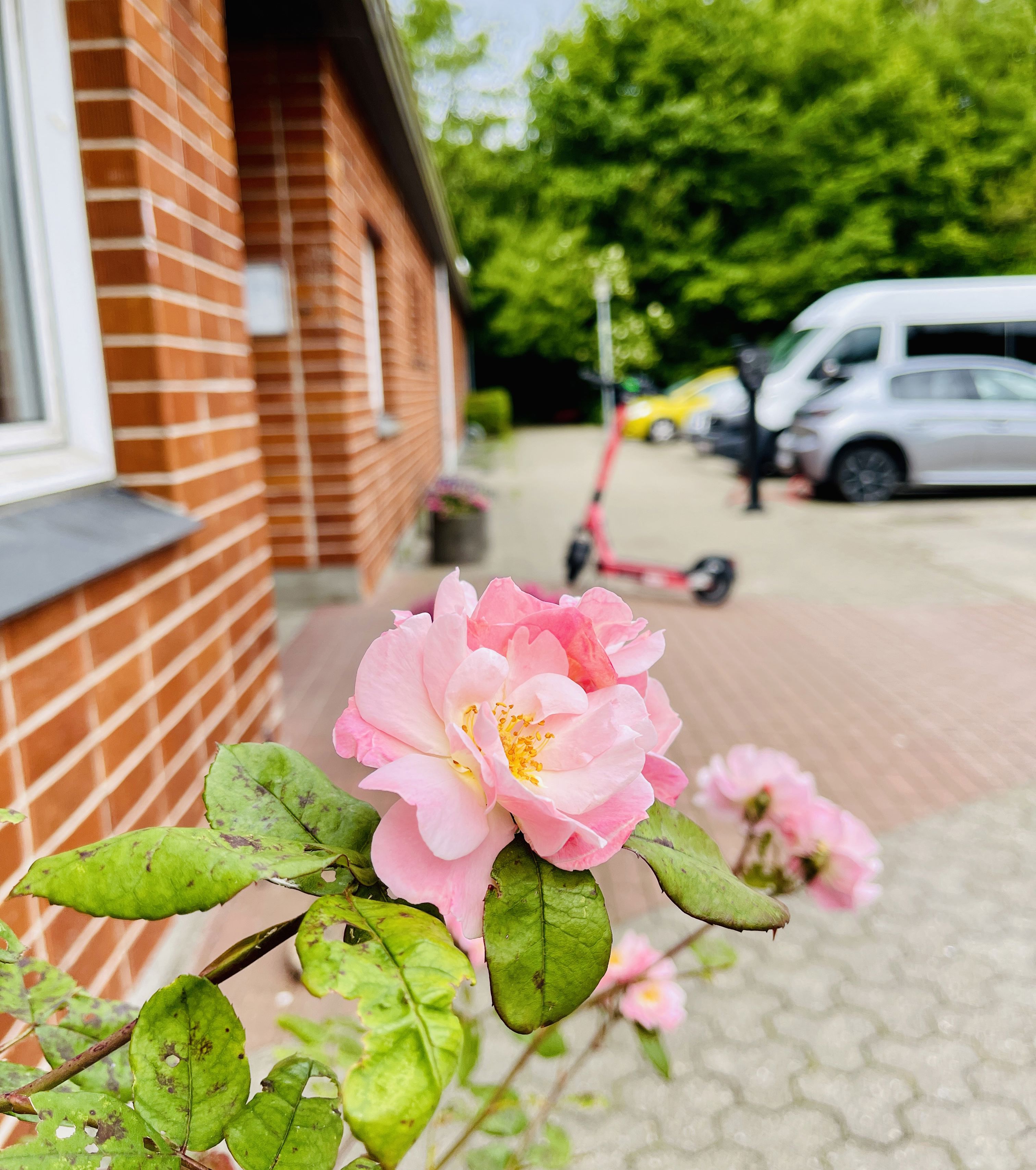 Rose foran fritidscentret Gammel kongevej