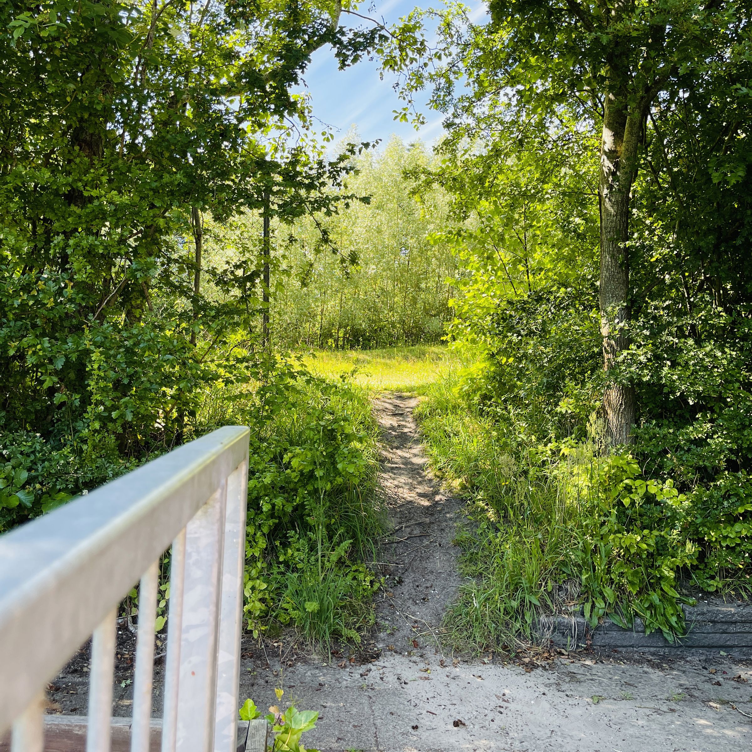 sti ud i skov