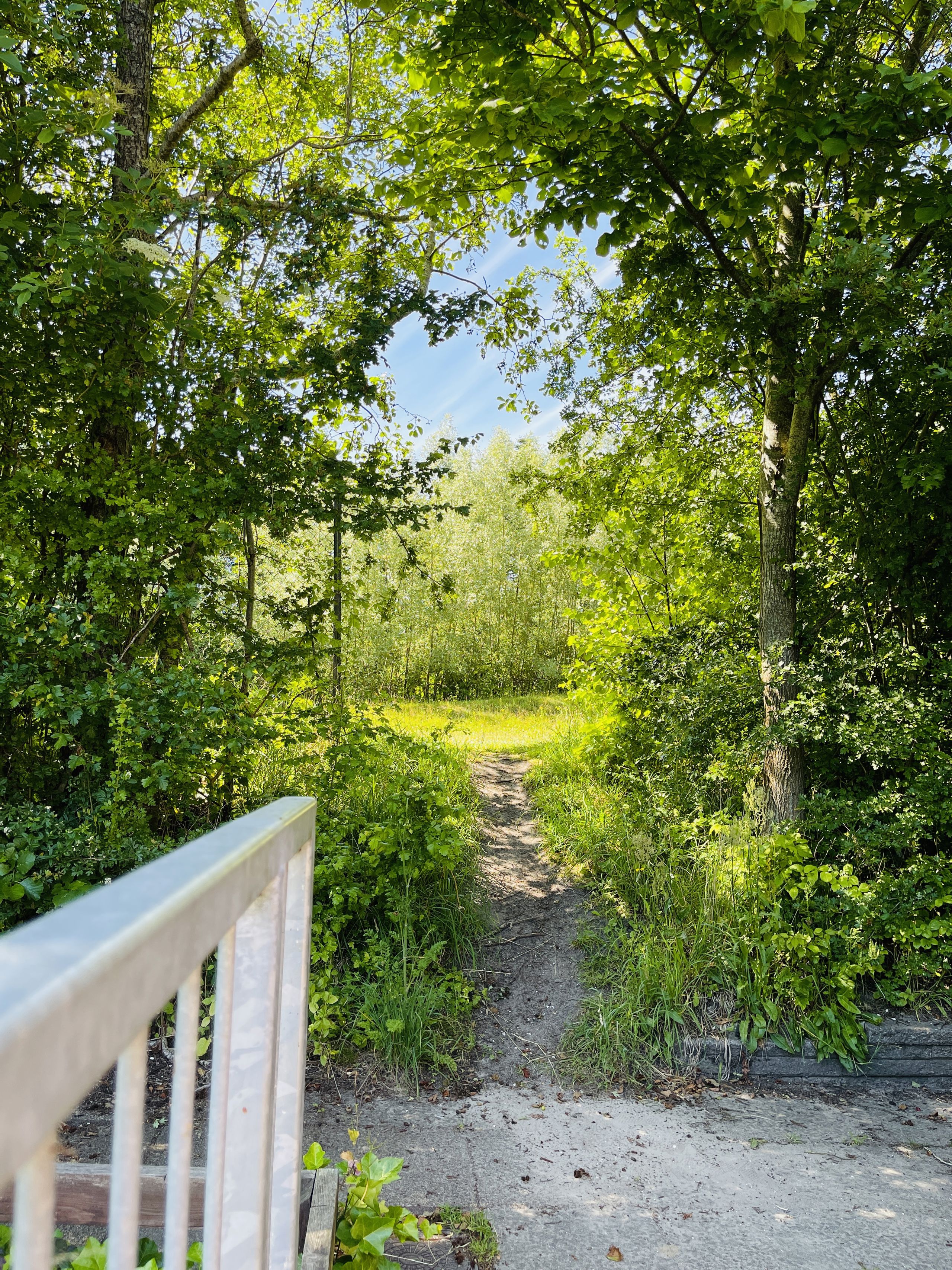 sti ud i skov