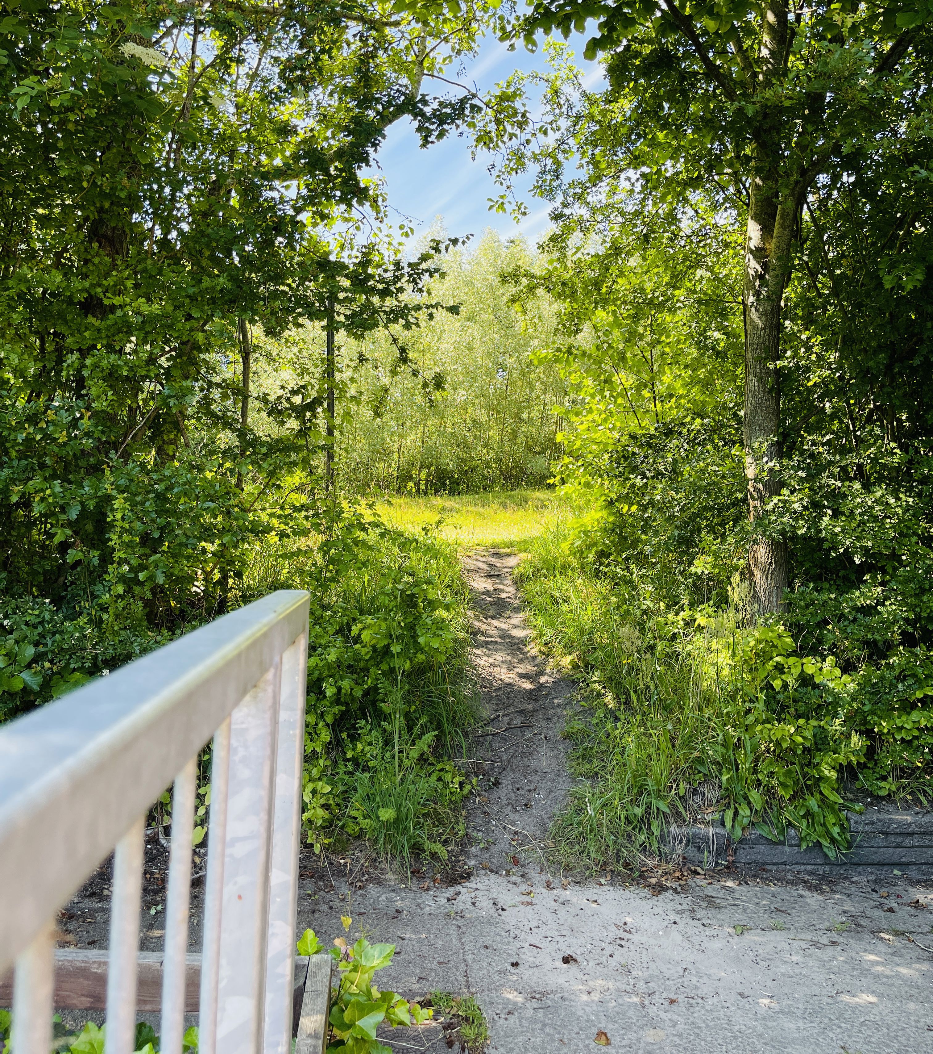 sti ud i skov