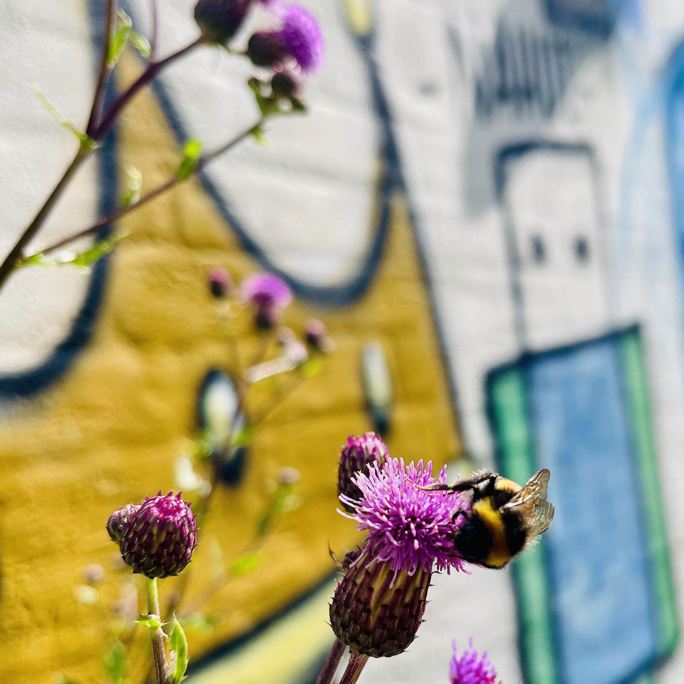 tidselblomster med bi
