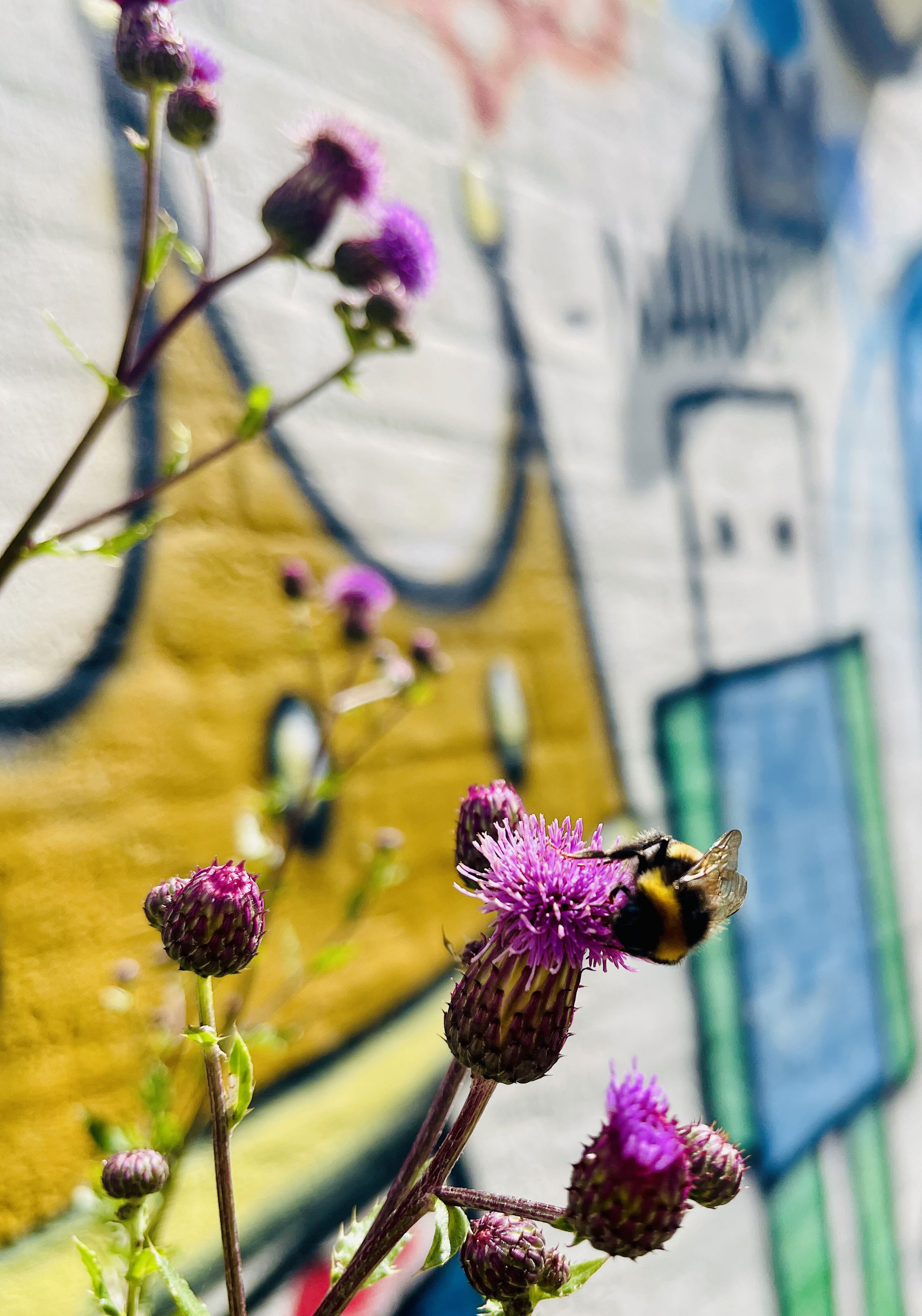 tidselblomster med bi